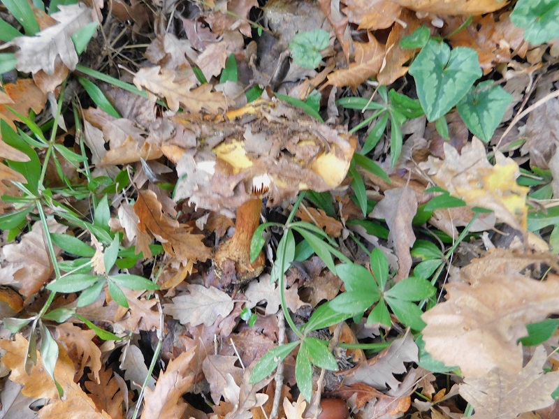 12 Fotogr il 18.12.2021 sotto Leccio